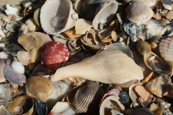 stock image Seashells on the beach in Atlantic coast of North Florida