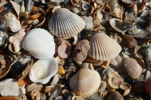 Muscheln Strand Der Atlantikküste Von Nordflorida — Stockfoto