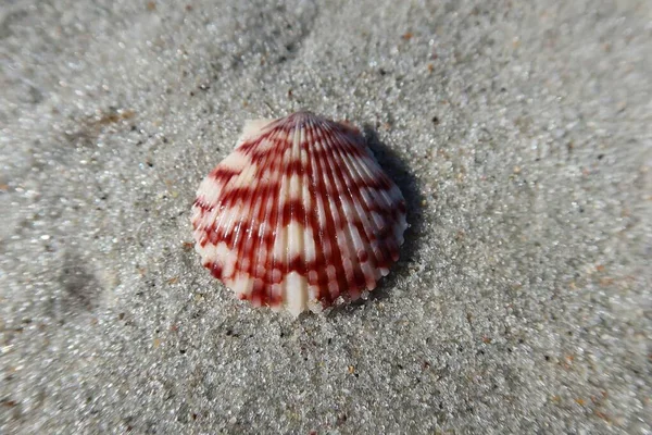 北フロリダの大西洋岸の砂の背景に美しい赤い貝殻 — ストック写真