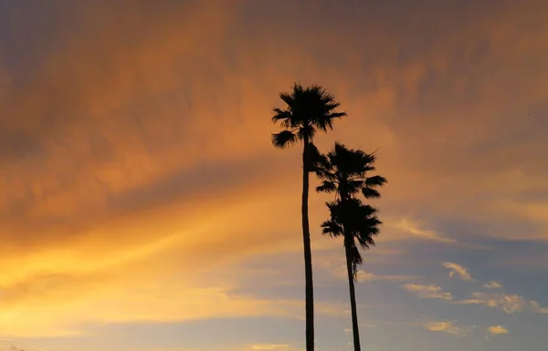 Όμορφο Πορτοκαλί Φλογερό Ηλιοβασίλεμα Και Φοίνικες Στη Φύση Της Φλόριντα — Φωτογραφία Αρχείου