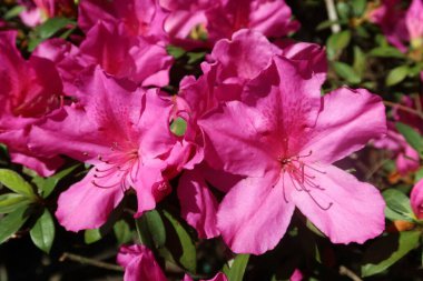 Florida zoolojik bahçesinde güzel pembe açelya çiçekleri, yakın plan.