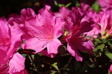 Florida zoolojik bahçesinde güzel pembe açelya çiçekleri, yakın plan.