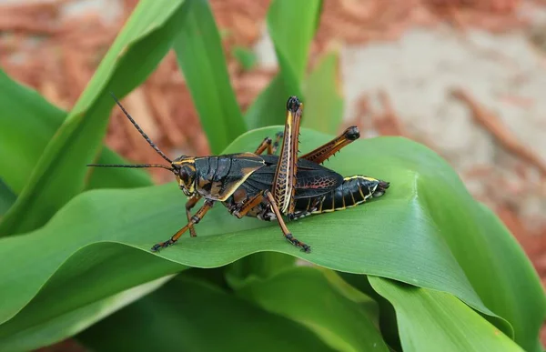 플로리다의 메뚜기 — 스톡 사진