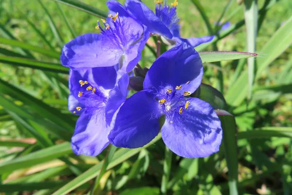 Çayırdaki güzel mavi örümcekotu Tradescantia çiçekleri