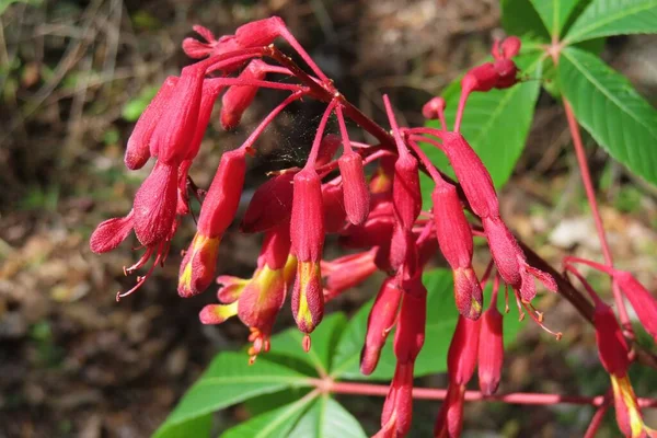 Vackra Röda Buckeye Blommor Florida Natur — Stockfoto