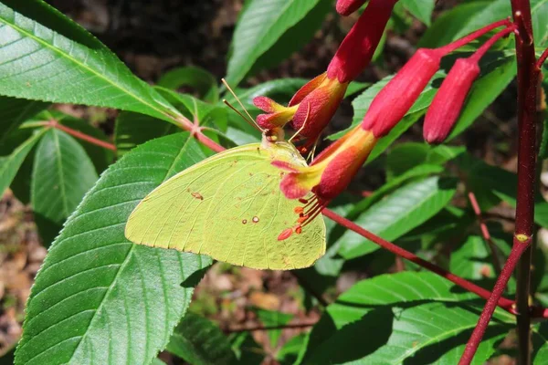 Krásný Žlutý Citrónový Motýl Červených Květinách — Stock fotografie