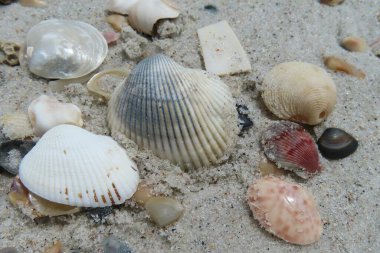 Kuzey Florida 'nın Atlantik kıyısındaki kumsalda deniz kabukları