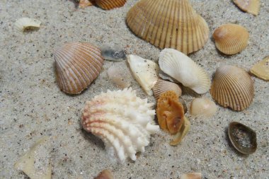 Kuzey Florida 'nın Atlantik kıyısında güzel bej deniz kabukları