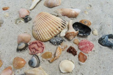 Kuzey Florida 'nın Atlantik kıyısındaki güzel renkli deniz kabukları
