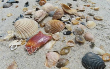 Kuzey Florida 'nın Atlantik kıyısındaki güzel renkli deniz kabukları