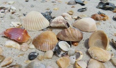 Kuzey Florida 'nın Atlantik kıyısındaki güzel renkli deniz kabukları