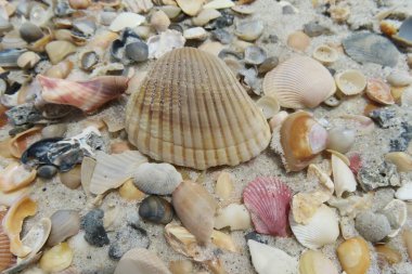 Kuzey Florida 'nın Atlantik kıyısındaki güzel renkli deniz kabukları