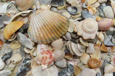 Kuzey Florida 'nın Atlantik kıyısındaki güzel renkli deniz kabukları