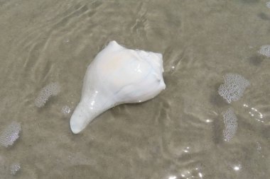 Kuzey Florida 'nın Atlantik kıyısındaki okyanus suyunda beyaz deniz kabuğu