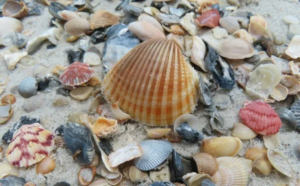 Vackra Färgade Snäckskal Stranden Atlantkusten Norra Florida — Stockfoto