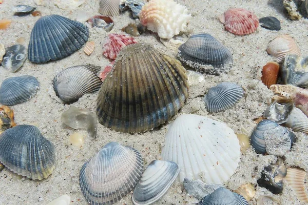 stock image Seashells on sand background in Florida coast, closeup