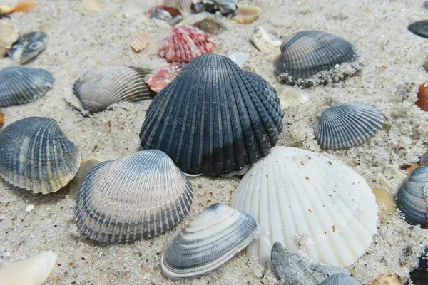 Seashells Sfondo Sabbia Florida Costa Primo Piano — Foto Stock