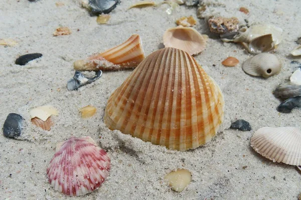 Belle Conchiglie Colorate Sulla Spiaggia Nella Costa Atlantica Del Nord — Foto Stock