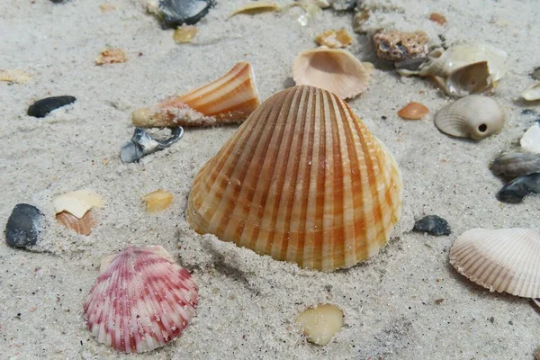 Kuzey Florida 'nın Atlantik kıyısındaki güzel renkli deniz kabukları