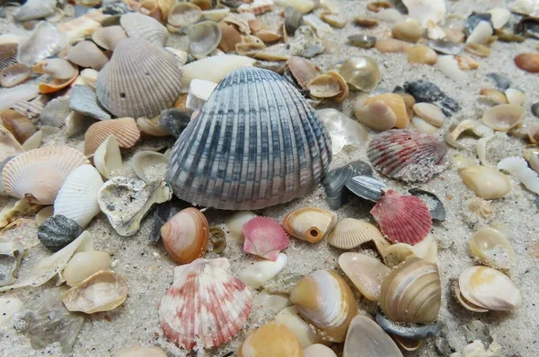 stock image Beautiful colored seashells on the beach in Atlantic coast of North Florida