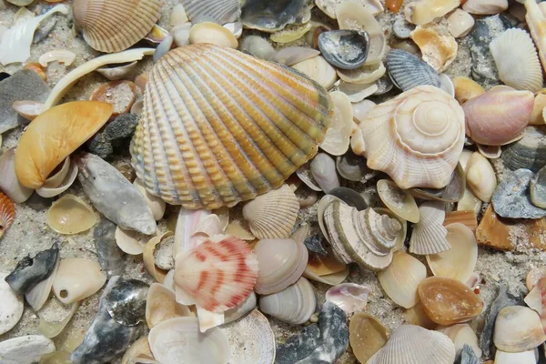 佛罗里达州北部大西洋海岸海滩上美丽的彩色贝壳 — 图库照片