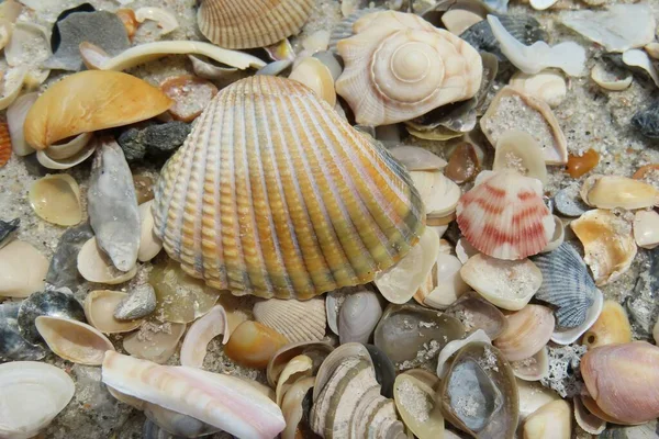 佛罗里达州北部大西洋海岸海滩上美丽的彩色贝壳 — 图库照片