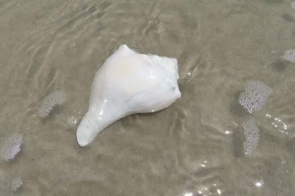 Coquillage Blanc Dans Eau Océan Sur Côte Atlantique Floride Nord — Photo