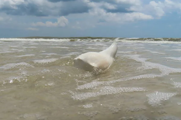 White Seashell Ocean Water Atlantic Coast North Florida — Stock Photo, Image
