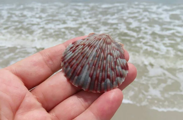 Red Seashell Ocean Background Florida Beach — Stock Photo, Image