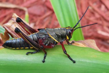 Florida doğasında yeşil yapraklı siyah tropikal çekirge.