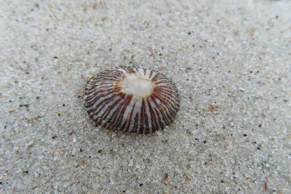 Bella Conchiglia Sfondo Sabbia Nella Costa Atlantica Del Nord Della — Foto Stock