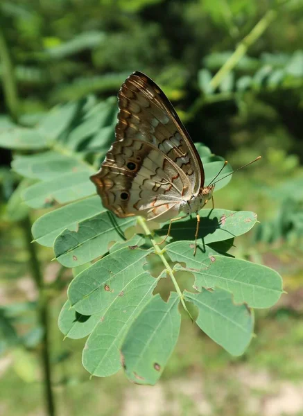 Mooie Tropische Pauw Vlinder Groene Plant Florida Natuur — Stockfoto