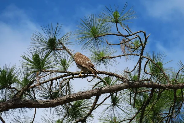 Kırmızı Kuyruklu Şahin Mavi Arka Planda Çam Ağacında — Stok fotoğraf
