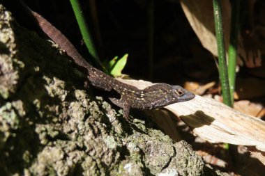 Florida 'da ağaçtaki tropik kahverengi kertenkele. 