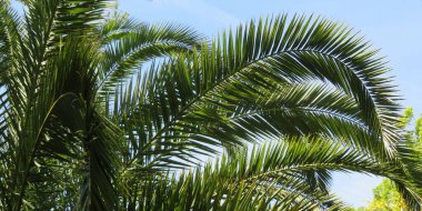 Florida doğasında mavi gökyüzü arka planında palmiye dalları