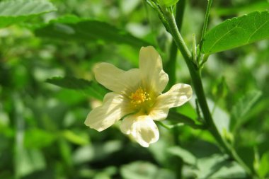 Florida doğasında güzel sarı sida çiçeği, tropikal sarı yabani çiçekler