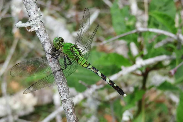 Tropische Libelle Auf Zweig Florida Wild Natürlicher Hintergrund — Stockfoto
