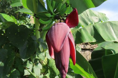 Florida doğasında ağaçtaki güzel tropikal muz çiçeği.