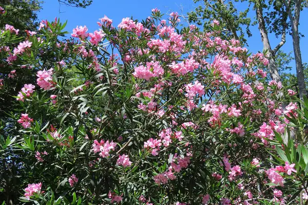 Oleander ağacı Florida doğasında mavi gökyüzünde çiçek açıyor.