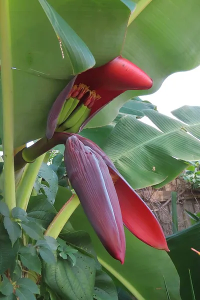 Όμορφο Τροπικό Λουλούδι Μπανάνας Στο Δέντρο Στη Φύση Της Φλόριντα — Φωτογραφία Αρχείου