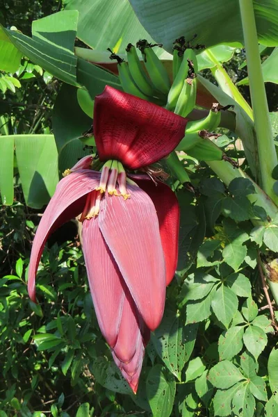 Hermosa Flor Plátano Tropical Árbol Naturaleza Florida — Foto de Stock