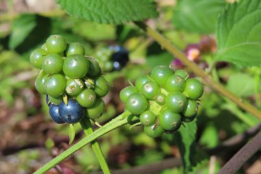 Güzel Lantana tohumları Florida doğasında, yakın plan