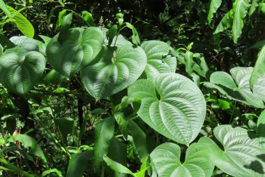 Betel Florida 'dan ayrılır.