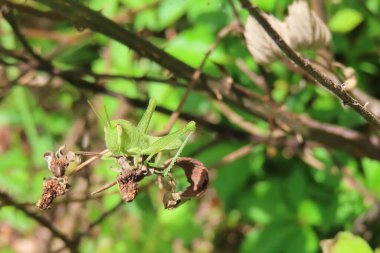 Florida 'daki bitki dalında yeşil tropikal çekirge, yakın plan.