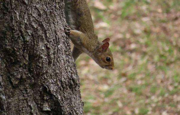 Graues Amerikanisches Eichhörnchen Auf Baum Florida Wild Nahaufnahme — Stockfoto