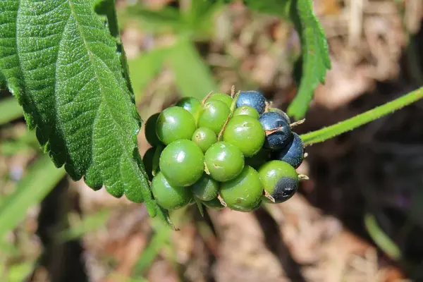 Güzel Lantana tohumları Florida doğasında, yakın plan