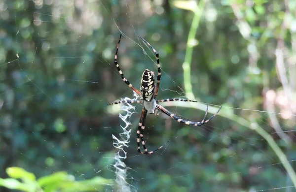 佛罗里达州野生网络上的香蕉蜘蛛 — 图库照片