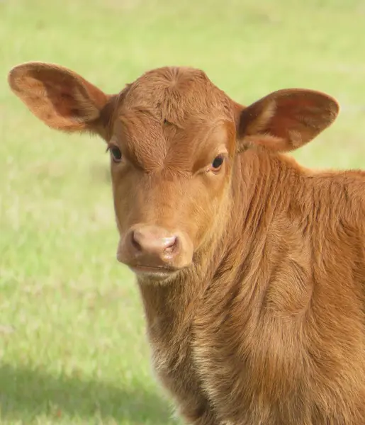 佛罗里达州农场草地上的红头发小牛犊 — 图库照片