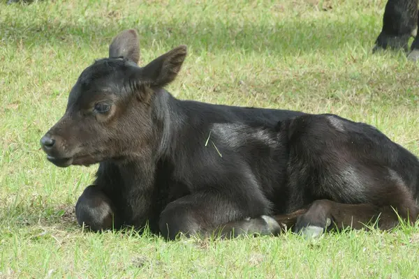Black Calf Grass Florida Farm Closeup — Stock Photo, Image