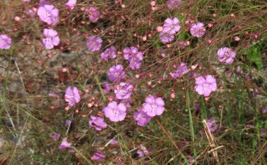 Florida 'da güzel pembe kır çiçekleri, vahşi, yakın plan